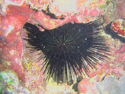 Echinothrix diadema (1).jpg