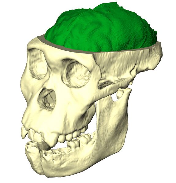 File:Endocast of australopithecus sediba.jpg