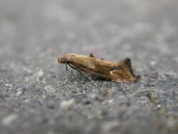 Epermenia illigerella.jpg