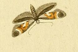 Epermenia pontificella.JPG