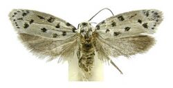 Ethmia linda.jpg