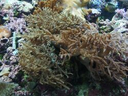 Flexible Leather Coral (Sinularia flexibilis) - GRB.jpg