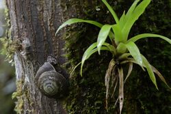 Flickr - ggallice - Terrestrial snail.jpg