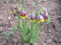 Fritillaria michailovskyi1.JPG