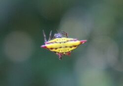 Gasteracantha sturi upper side.JPG