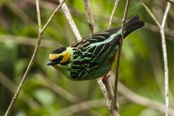 Golden-eared Tanager - Manu NP - Perù 7900 (22954456080).jpg