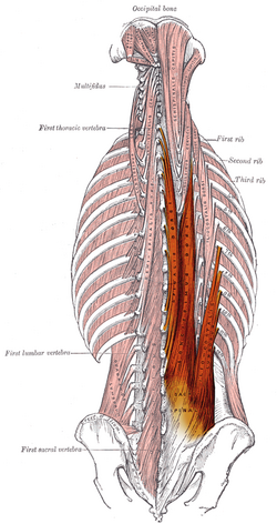 Gray389 - Erector spinae.png