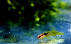 GreenBandedGoby.jpg