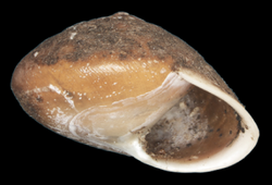 Helicina guppyi shell.png