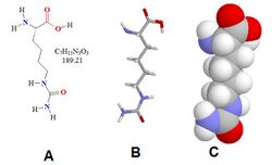 HomoCitrulline.jpg