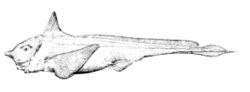 Hydrolagus affinis.jpg