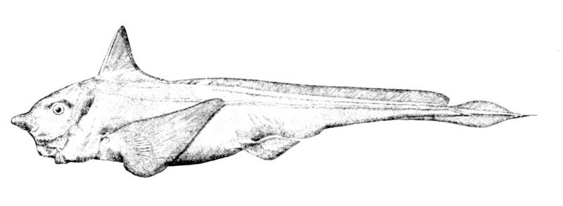 File:Hydrolagus affinis.jpg