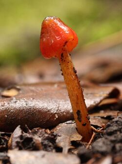 Hygrocybe astatogala Ferndale.jpg