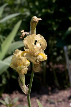 Iris imbricata - Fleurs-2.jpg