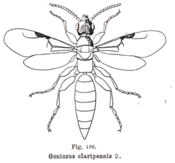 Kieffer - Goniozus claripennis female.png