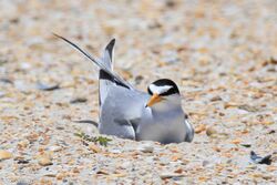 Least Tern on Nest.jpg