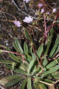 Lewisia columbiana 0022.JPG