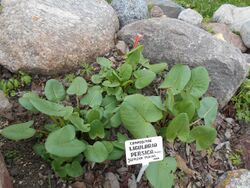 Ligularia persica 2017-04-17 7781.jpg