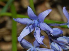 Liliaceae - Hyacinthoides italic-002.jpg