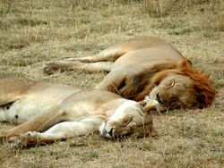 Lion and lioness sleeping.JPG