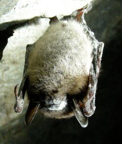 Little Brown Bat with White Nose Syndrome (Greeley Mine, cropped).jpg
