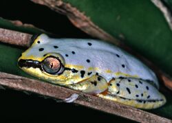 Madagascan Reed Frog (Heterixalus madagascariensis) (7621641296).jpg