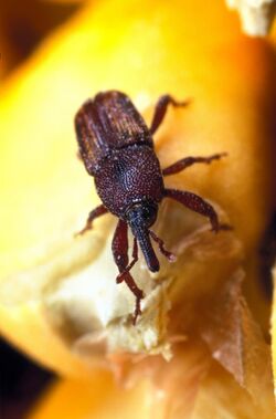 Maize weevil.jpg