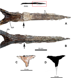 Mandibular symphysis of Aymberedactylus.PNG