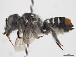Megachile axillaris f.jpg