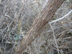 Melaleuca laxiflora (bark).JPG