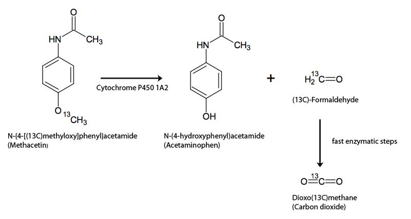File:Metabolism of Methacetin.jpg