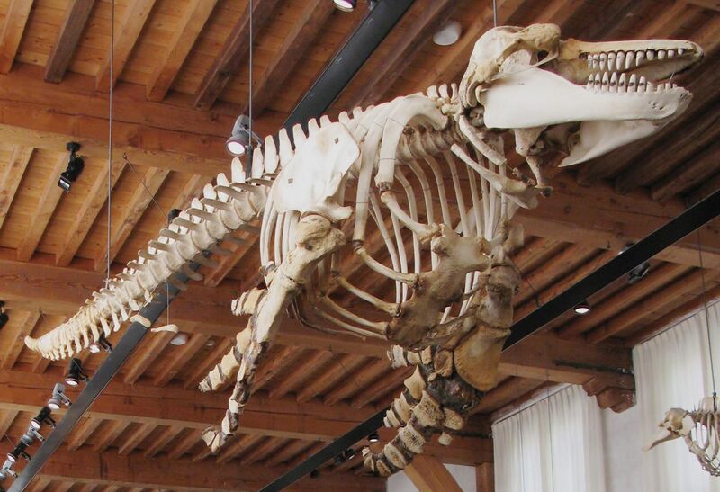 File:Naturalis Biodiversity Center - Museum - Workshop - Lecture hall, killer whale skeleton suspended from ceiling2.jpg