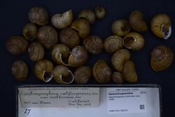 Naturalis Biodiversity Center - RMNH.MOL.296226 - Helminthoglypta nickliniana (Lea, 1838) - Helminthoglyptidae - Mollusc shell.jpeg