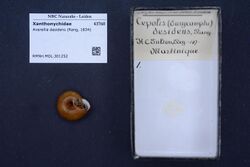 Naturalis Biodiversity Center - RMNH.MOL.301252 - Averellia desidens (Rang, 1834) - Xanthonychidae - Mollusc shell.jpeg