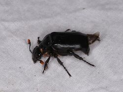 Nicrophorus nigrita (42761327291).jpg