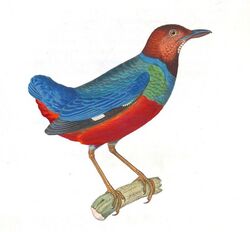 Nouveau recueil de planches coloriées d'oiseaux (10330304466), fond blanc.jpg
