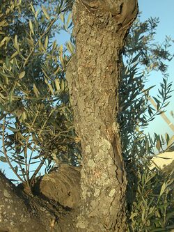 Olive-tree-trunk-0.jpg