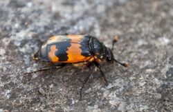 Orange and Black Beetle.jpg