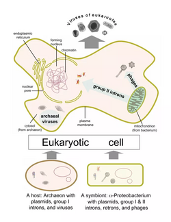 Origin of eukaryotic viruses.webp