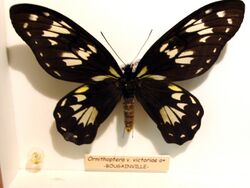 Ornithoptera victoriae f1.jpg