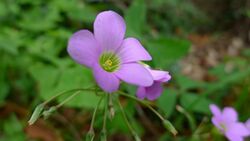 Oxalis latifolia flower (6530127569).jpg