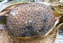 "Pandanus julianettii" fruit cluster