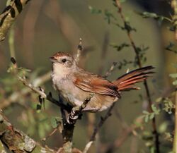 Phacellodomus sibilatrix - Little thornbird.JPG