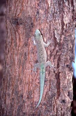 Phelsuma mutabilis.jpeg