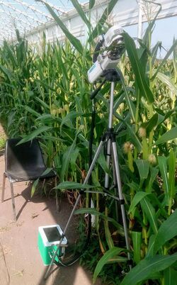 Photosynthesis System analysing a maize leaf.jpg