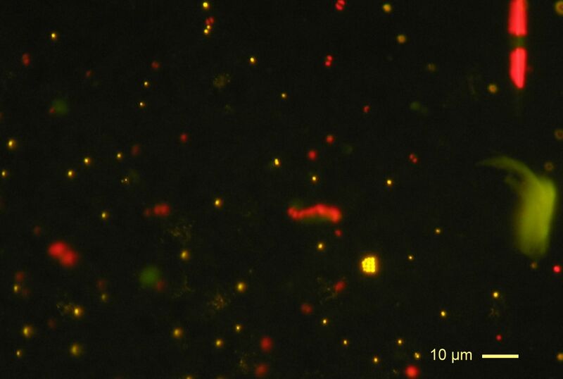 File:Picoplancton fluorescence Pacific.jpg