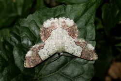 Pingasa ruginaria (Geometridae Geometrinae).jpg