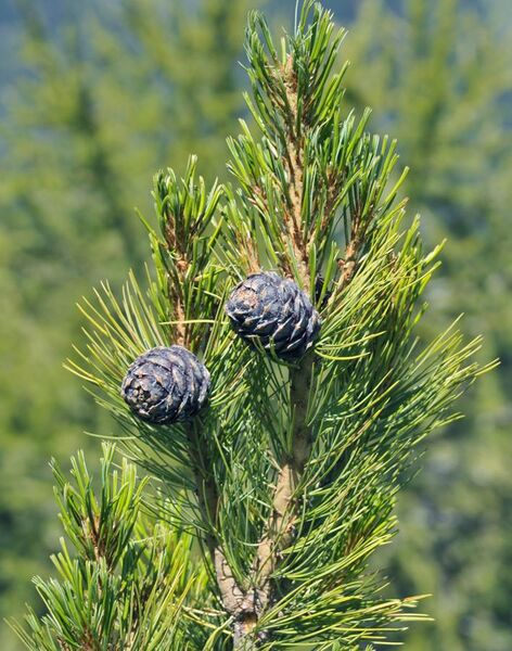 File:Pinus cembra cones in Gröden crop.jpg