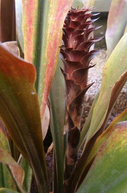 Pitcairnia atrorubens HabitusYoungInflorescence BotGardBln091006d.jpg