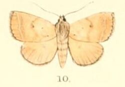 Pl.5-10-Plecoptera uniformis (Moore, 1882) (Poaphila).JPG